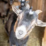 Apartment Apartma Anica Zirovnica