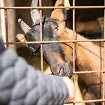 Apartma Anica Zirovnica